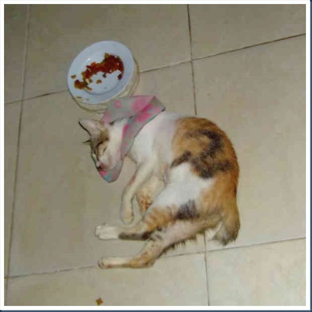 DSCF5062
