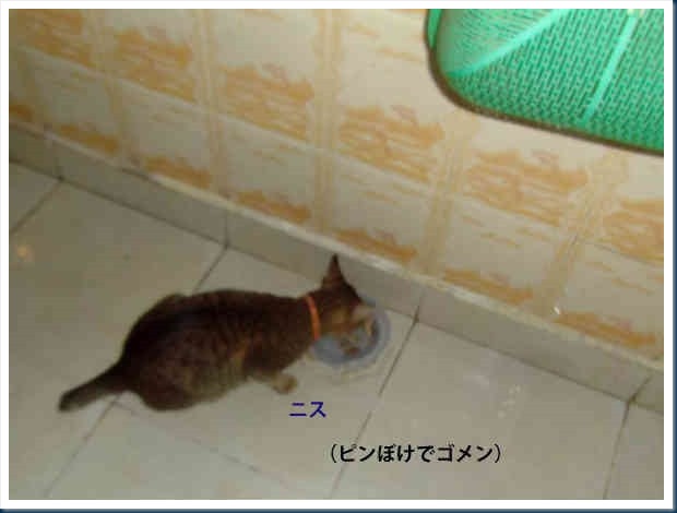 DSCF4924