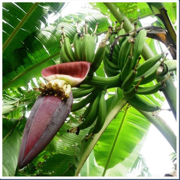 pisang-jantung31569841