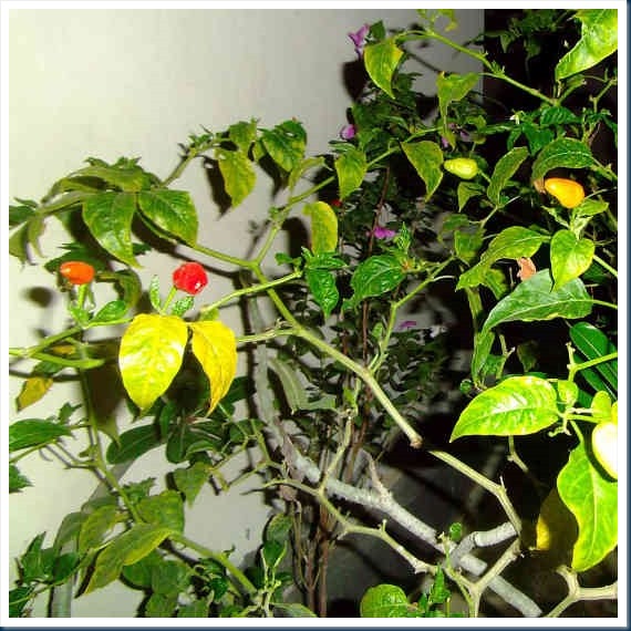 DSCF6143
