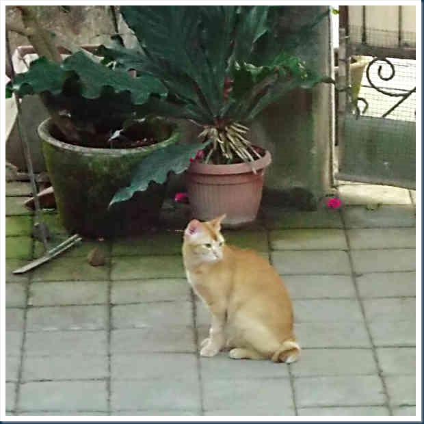 DSCF3504