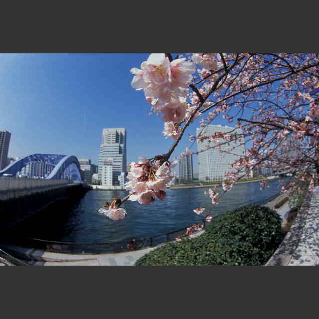 最大50％オフ！ ミノルタ MINOLTA AF 16mm f2.8 Fish-eye asakusa.sub.jp